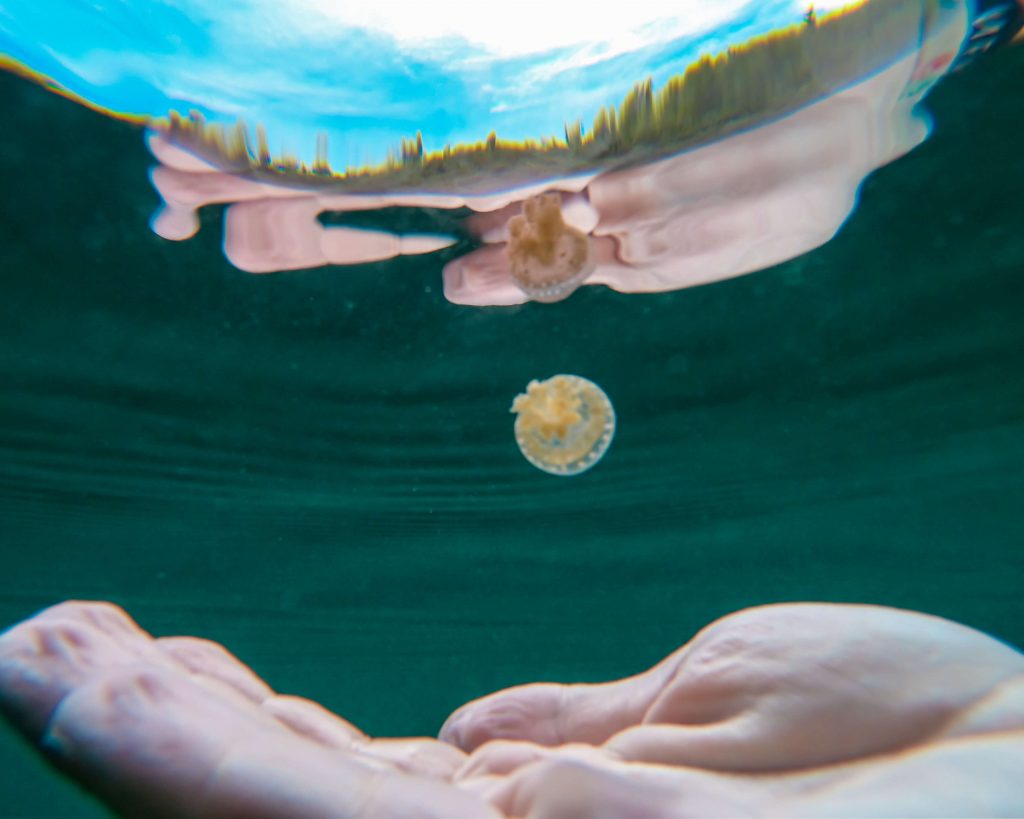 jellyfish-togean-islands-sulawesi