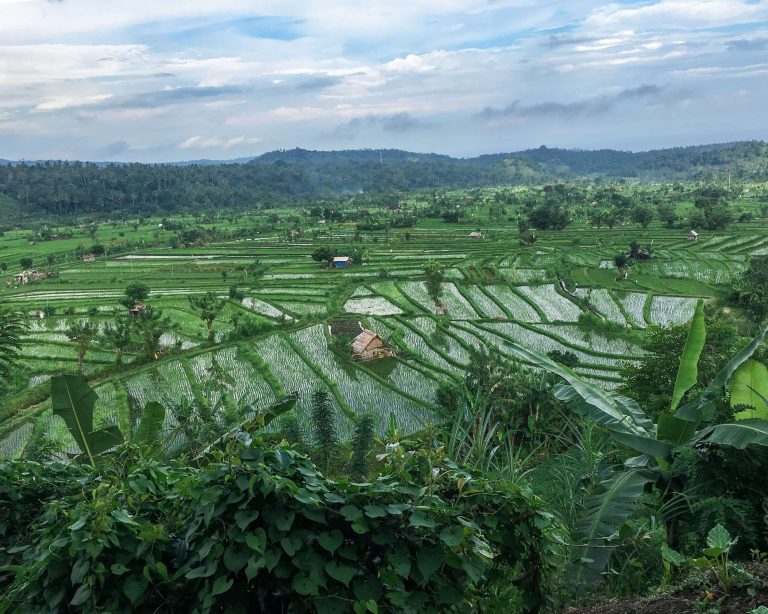 bali-indonesia-rice-fields